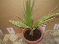 /album/fenykepgaleria/robusta-3-jpg/